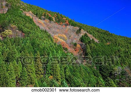 Forest in Shizuoka Prefecture View Large Photo Image Stock Image - Forest in Shizuoka Prefecture. Fotosearch