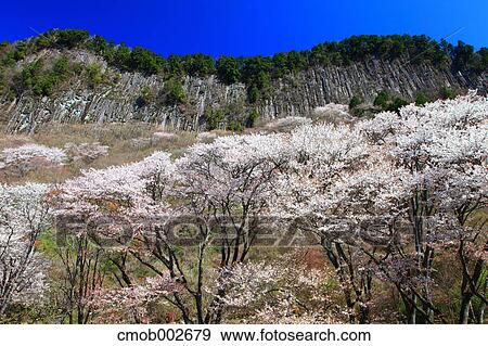 Forest in Soni village, Nara Prefecture View Large Photo Image Stock Photo - Forest in Soni village, Nara Prefecture. Fotosearch