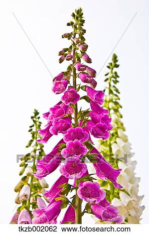 Stock Image - Foxglove flowers. Fotosearch