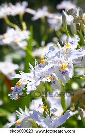 Fringed Iris flowers View Large Photo Image Stock Image - Fringed Iris flowers. Fotosearch