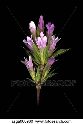 Gentian flowers on black background View Large Photo Image Stock Image - Gentian flowers on black background. Fotosearch