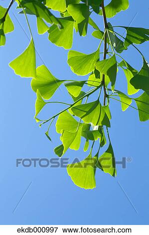 Ginkgo green leaves and blue sky View Large Photo Image Stock Photo - Ginkgo green leaves and blue sky. Fotosearch