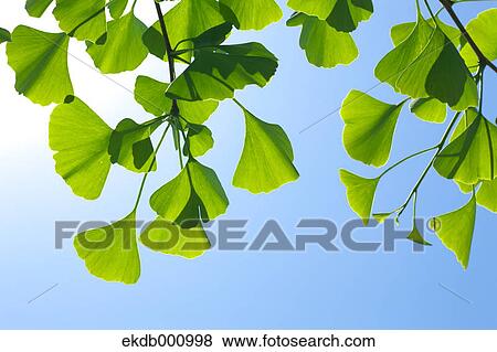Ginkgo green leaves and blue sky View Large Photo Image Stock Photo - Ginkgo green leaves and blue sky. Fotosearch