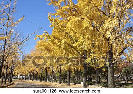 Stock Photograph - Ginkgo trees. Fotosearch