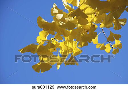 Ginkgo yellow leaves View Large Photo Image Stock Image - Ginkgo yellow leaves. Fotosearch