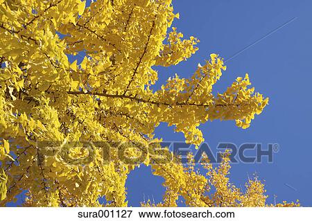 Stock Photo - Ginkgo yellow leaves. Fotosearch