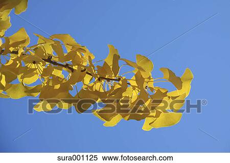 Ginkgo yellow leaves View Large Photo Image Stock Photography - Ginkgo yellow leaves. Fotosearch