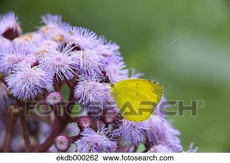 Grass Yellow butterfly View Large Photo Image Stock Image - Grass Yellow butterfly. Fotosearch