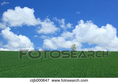 Grassland and blue sky with clouds, Hokkaido View Large Photo Image Stock Photo - Grassland and blue sky with clouds, Hokkaido. Fotosearch