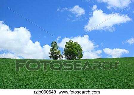 Grassland and blue sky with clouds, Hokkaido View Large Photo Image Stock Photo - Grassland and blue sky with clouds, Hokkaido. Fotosearch