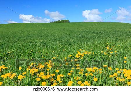 Stock Photograph - Grassland and blue sky with clouds, Hokkaido. Fotosearch