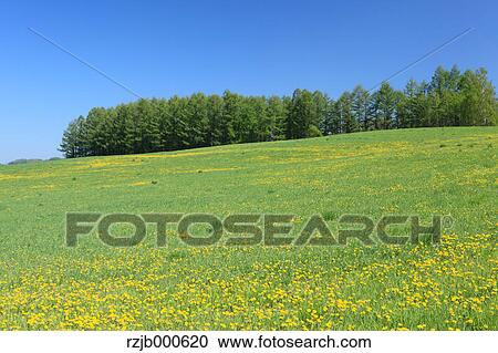 Grassland, Hokkaido View Large Photo Image Stock Image - Grassland, Hokkaido. Fotosearch