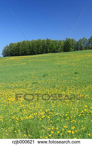 Grassland, Hokkaido View Large Photo Image Stock Image - Grassland, Hokkaido. Fotosearch