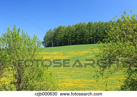 Stock Image - Grassland, Hokkaido. Fotosearch