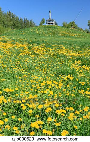 Grassland, Hokkaido View Large Photo Image Stock Photo - Grassland, Hokkaido. Fotosearch