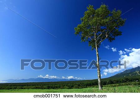 Grassland in Yatsugatake Ranch, Nagano Prefecture View Large Photo Image Stock Image - Grassland in Yatsugatake Ranch, Nagano Prefecture. Fotosearch