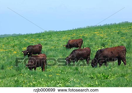 Stock Photo - Grazing cows, Hokkaido. Fotosearch