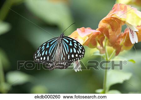 Stock Image - Great Eggfly. Fotosearch