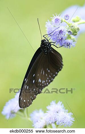 Great Eggfly View Large Photo Image Stock Photography - Great Eggfly. Fotosearch