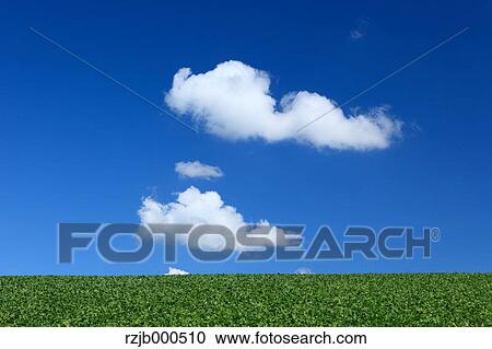 Stock Image - Green field and blue sky with clouds, Hokkaido. Fotosearch