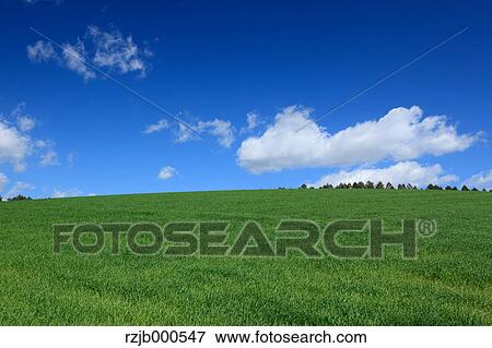 Green field and blue sky with clouds, Hokkaido View Large Photo Image Stock Photo - Green field and blue sky with clouds, Hokkaido. Fotosearch