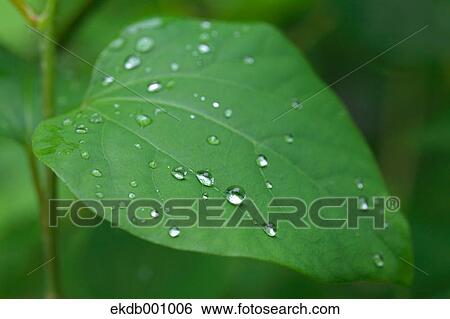 Green leaf View Large Photo Image Stock Photograph - Green leaf. Fotosearch