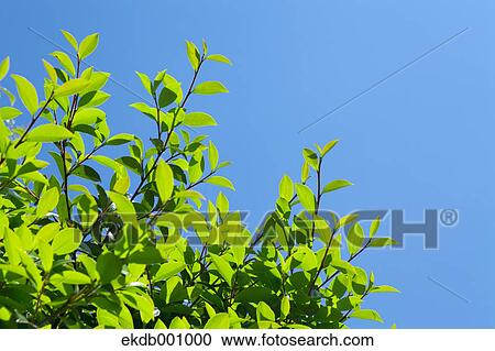 Green leaves and blue sky View Large Photo Image Stock Image - Green leaves and blue sky. Fotosearch
