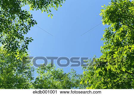 Green leaves and blue sky View Large Photo Image Stock Image - Green leaves and blue sky. Fotosearch