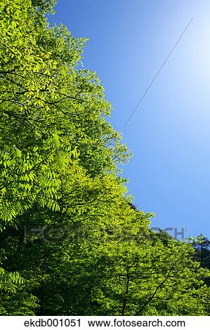 Green leaves and blue sky View Large Photo Image Stock Image - Green leaves and blue sky. Fotosearch