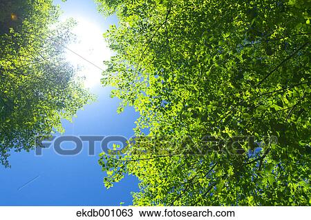 Green leaves and blue sky View Large Photo Image Stock Image - Green leaves and blue sky. Fotosearch