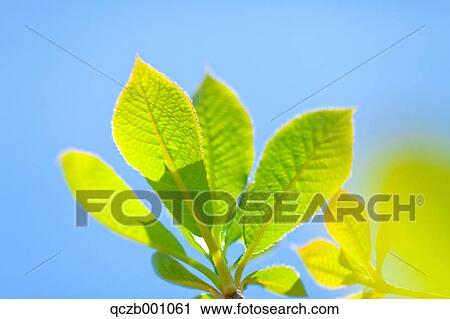 Green leaves and blue sky View Large Photo Image Stock Image - Green leaves and blue sky. Fotosearch