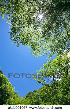 Green leaves and blue sky View Large Photo Image Stock Photo - Green leaves and blue sky. Fotosearch