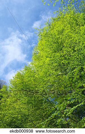 Green leaves and sky with clouds View Large Photo Image Stock Photo - Green leaves and sky with clouds. Fotosearch