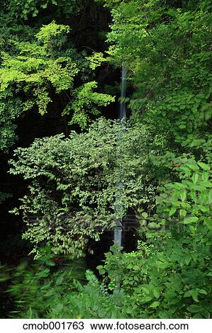 Green leaves and trees View Large Photo Image Stock Image - Green leaves and trees. Fotosearch