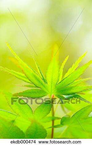 Picture - Green leaves. Fotosearch