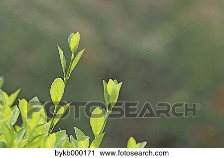 Green leaves View Large Photo Image Stock Image - Green leaves. Fotosearch