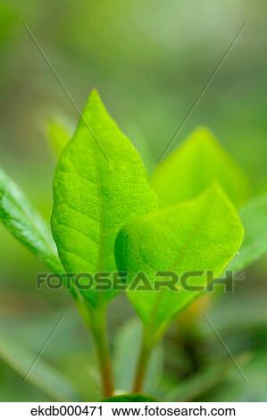 Stock Image - Green leaves. Fotosearch