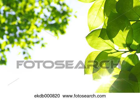 Green leaves View Large Photo Image Stock Image - Green leaves. Fotosearch