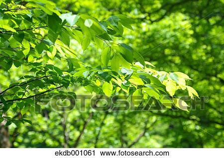 Green leaves View Large Photo Image Stock Image - Green leaves. Fotosearch