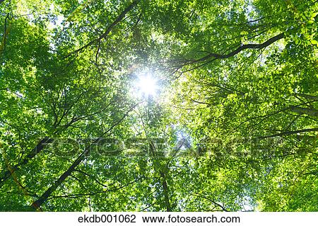 Stock Image - Green leaves. Fotosearch