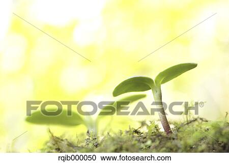 Stock Image - Green leaves. Fotosearch