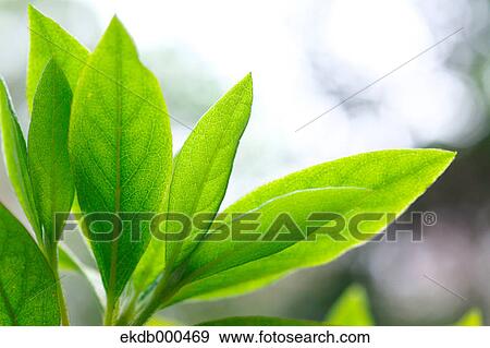 Stock Photo - Green leaves. Fotosearch