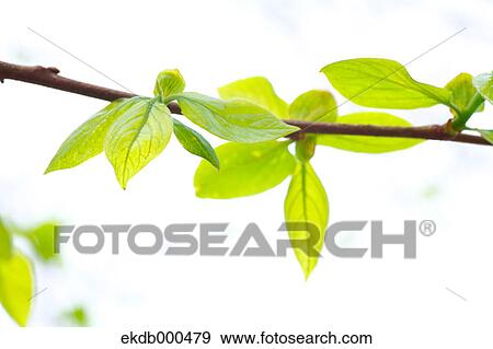 Green leaves View Large Photo Image Stock Photo - Green leaves. Fotosearch