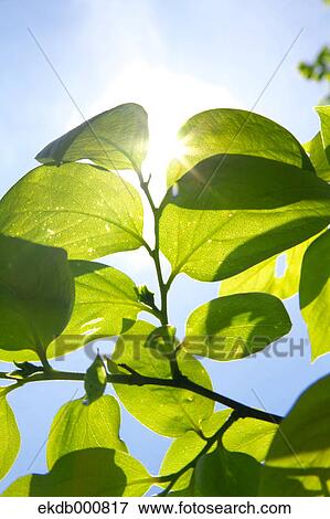 Green leaves View Large Photo Image Stock Photo - Green leaves. Fotosearch