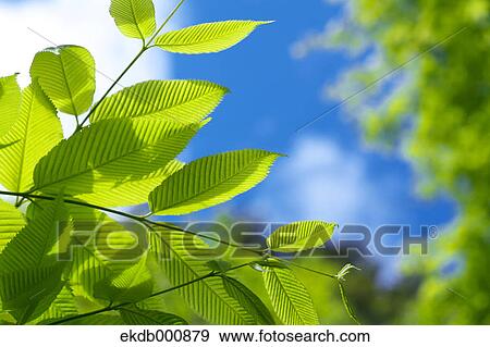 Green leaves View Large Photo Image Stock Photo - Green leaves. Fotosearch