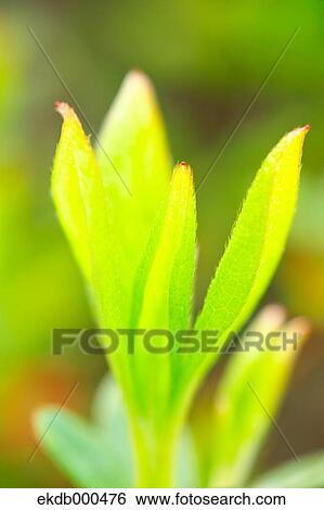Green leaves View Large Photo Image Stock Photograph - Green leaves. Fotosearch