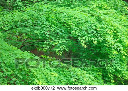 Green maple leaves View Large Photo Image Stock Image - Green maple leaves. Fotosearch