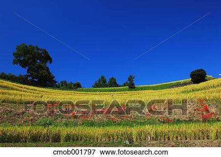 Greenery and blue sky in Chihaya Akasaka village, Osaka Prefecture View Large Photo Image Stock Photo - Greenery and blue sky in Chihaya Akasaka village, Osaka Prefecture. Fotosearch
