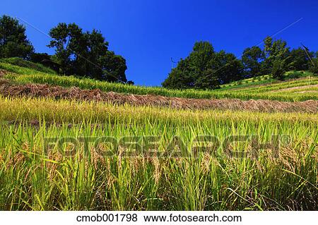 Greenery and blue sky in Chihaya Akasaka village, Osaka Prefecture View Large Photo Image Stock Photo - Greenery and blue sky in Chihaya Akasaka village, Osaka Prefecture. Fotosearch