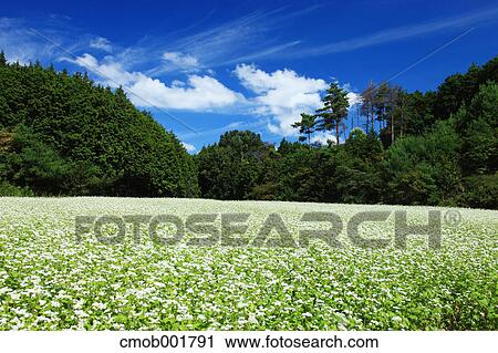 Greenery and blue sky with clouds in Sakurai, Nara Prefecture View Large Photo Image Stock Image - Greenery and blue sky with clouds in Sakurai, Nara Prefecture. Fotosearch